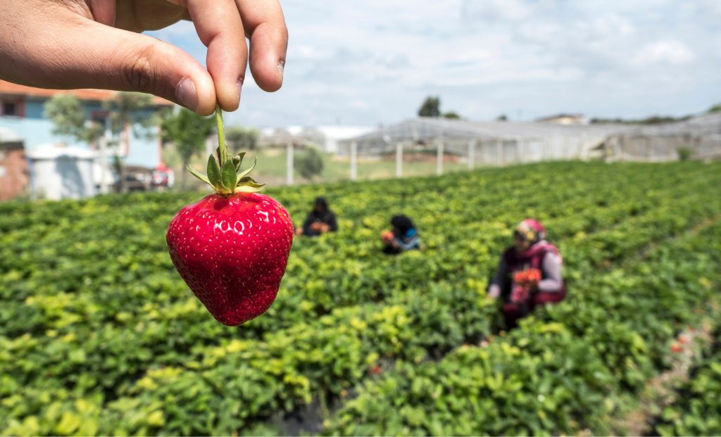 travailleuses dans un champ de fraises avocat tanger immigration
